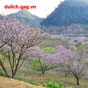 Tour du lịch Mộc Châu 2 ngày 1 đêm